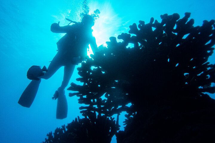 1 Tank Discover Scuba at Koloa Landing with No Experience needed - Photo 1 of 7